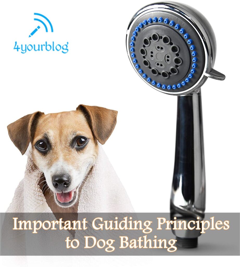 Important Guiding Principles to Dog Bathing